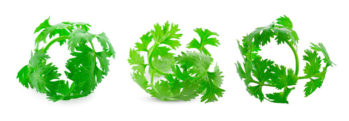Fresh green coriander isolated on a white background