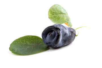 Honeysuckle berry