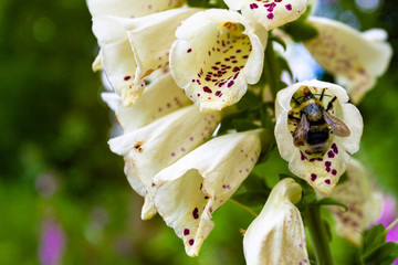 A bee feeding on a foxglove © Ian Luck