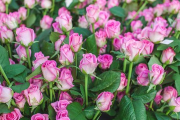 Obraz premium Rose Aqua variety on a bush