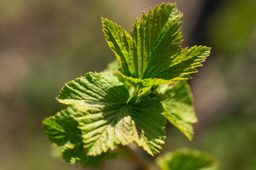 Spring young leaves of currant. Currant branch with young leaves on a blurry background.