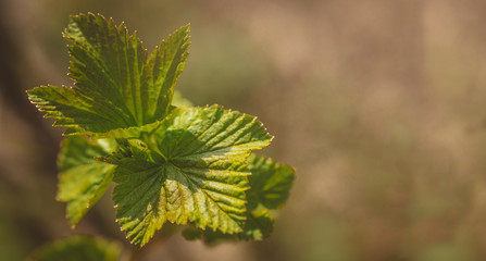Spring young leaves of currant. Currant branch with young leaves on a blurry background.