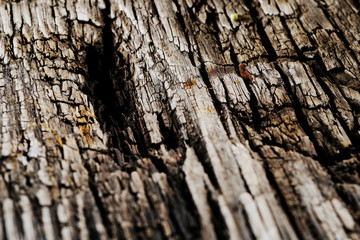 Old rusty weathered wood surface with cracks. Texture. Vertical