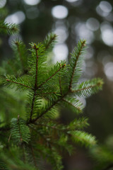 close up of pine needles in the spring forest