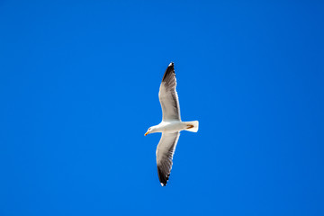 A seagull soars against a blue summer sky