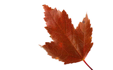 Autumn maple leaf (Amur maple)