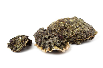 Oysters
