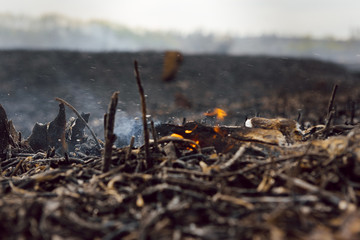 Isolated closeup of naturally monochromatic ashes and burnt yard waste (pine needles, branches, etc) left in the aftermath of a fire. Wide frame in landscape orientation.