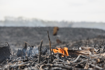 Scorched reed field. Consequences of careless handling of fire. The result of human contact with nature.