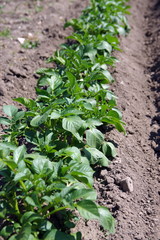 plantation de salades