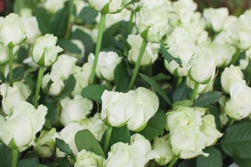Avalanche rose bush background