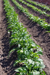 plantation de salades