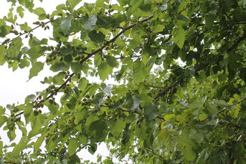 Fototapeta na wymiar White mulberry green leaves and green mulberry fruit on mulberry tree