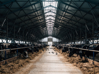 Farm with cows. agricultural industry © Maria
