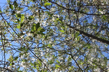 tree branches against blue sky