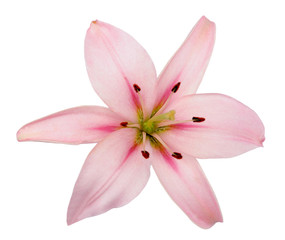 Fototapeta na wymiar fresh pink lily