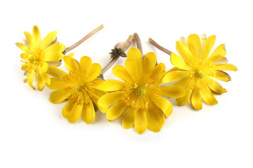 Adonis amurensis. Far eastern snowdrop