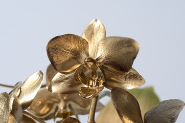 Gold orchid flower