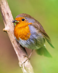 European Robin