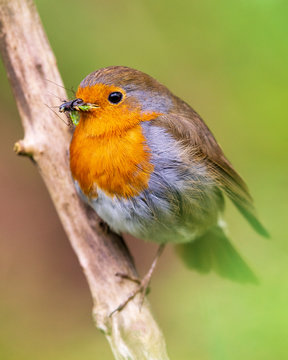 European Robin