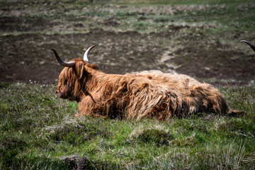mucca scozzese rumina sul prato