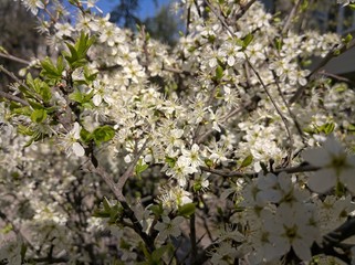 flowering spring
