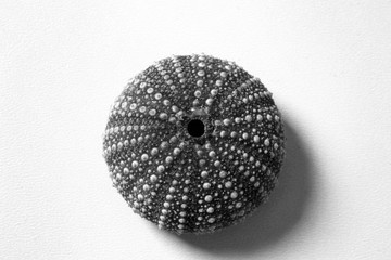 isolated sea urchin against white background