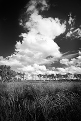 Black and white image of towering summer clouds over a Midwest wetland habitat. 