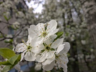 flowering spring plum