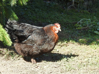 poule