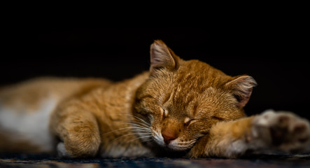 red cat sleeps in funny pose