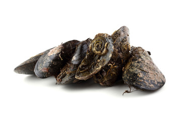 Mussels