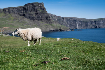 Pecore al pascolo tra montagna e mare