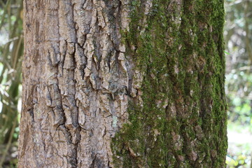 Arbol con dos caras