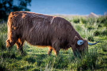 Una mucca scozzese pascola tranquillamente