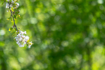 white flowers in the garden