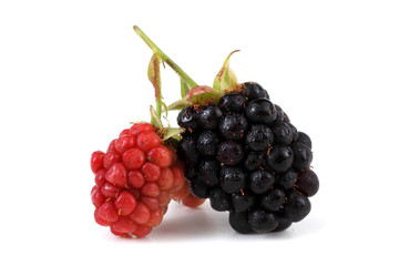 Blackberries