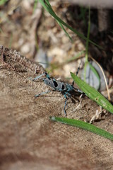 Insecto azul