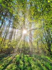 SŁONECZNY DZIEŃ W PARKU.  PARK IM. JÓZEFA PIŁSUDSKIEGO  (NA ZDROWIU). ŁÓDŹ, POLSKA   © michalsen