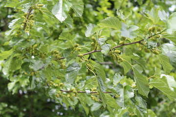 Immature whit mulberry (Morus alba) on mulberry plant