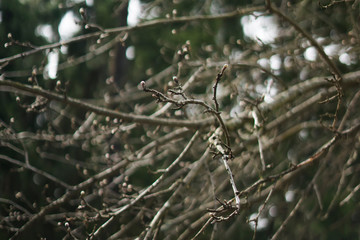 branch of a tree during spring blossom on green background