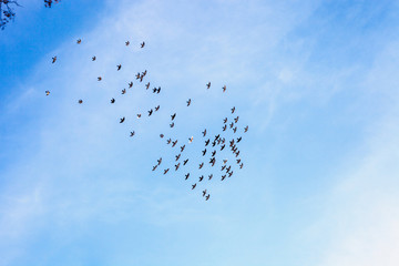 Flock of homing pigeons flies high in blue sky