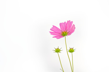 Colorful flowers on a white background
