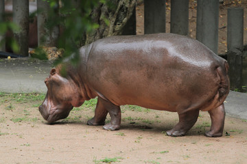 The big hippopotamus In the garden at thailand