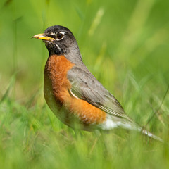 robin on the grass