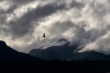 Seagull flying through cloudy mountains