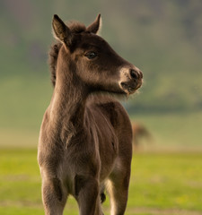 Foal (baby horse) in Iceland