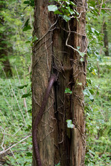 overgrown rotten wooden post
