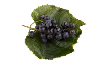 Wine grape variety for red wine