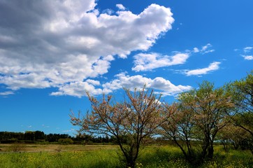 爽やか　春　河川敷　葉桜　空　風景　渡良瀬　栃木